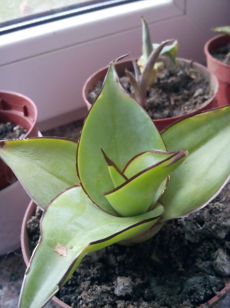  - Colectia mea de agave