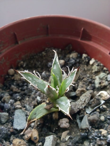 Agav filifera - Colectia mea de agave