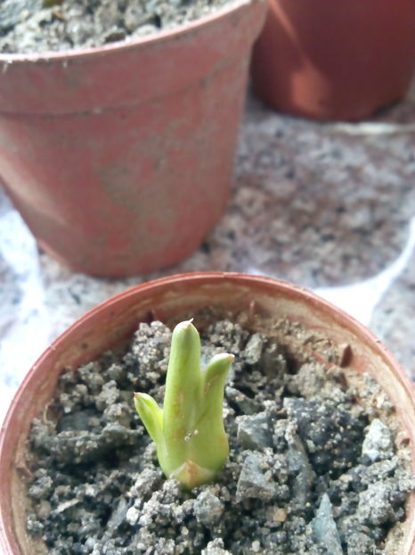 Agava "cream spike"