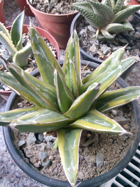  - Colectia mea de agave