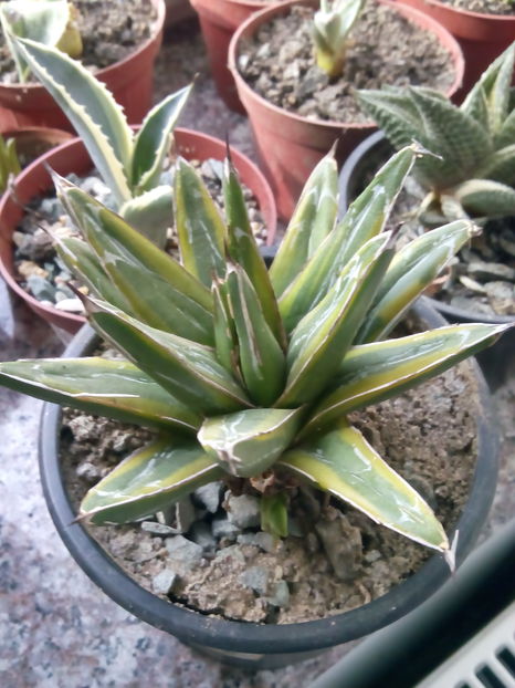 Agava victoria reginae variegata - Colectia mea de agave