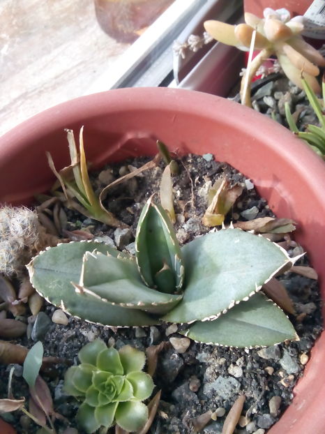  - Colectia mea de agave