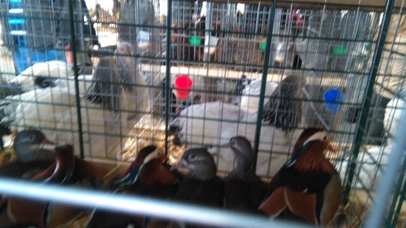  - INDAGRA BUCURESTI NOIEMBRIE 2016