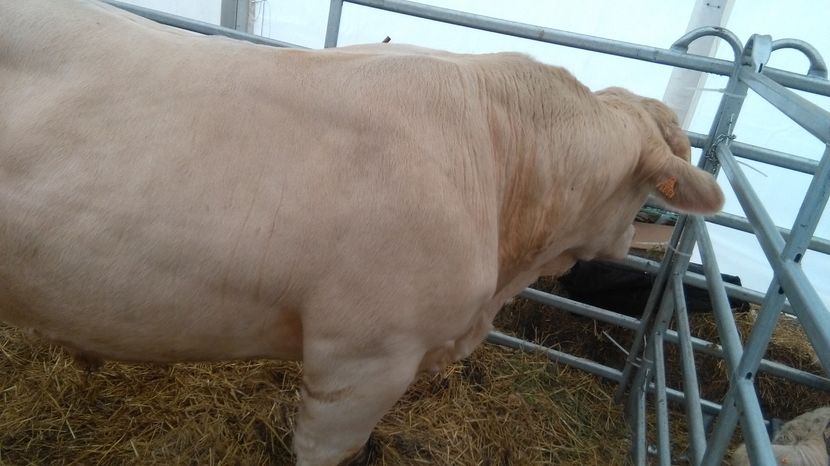  - INDAGRA BUCURESTI NOIEMBRIE 2016