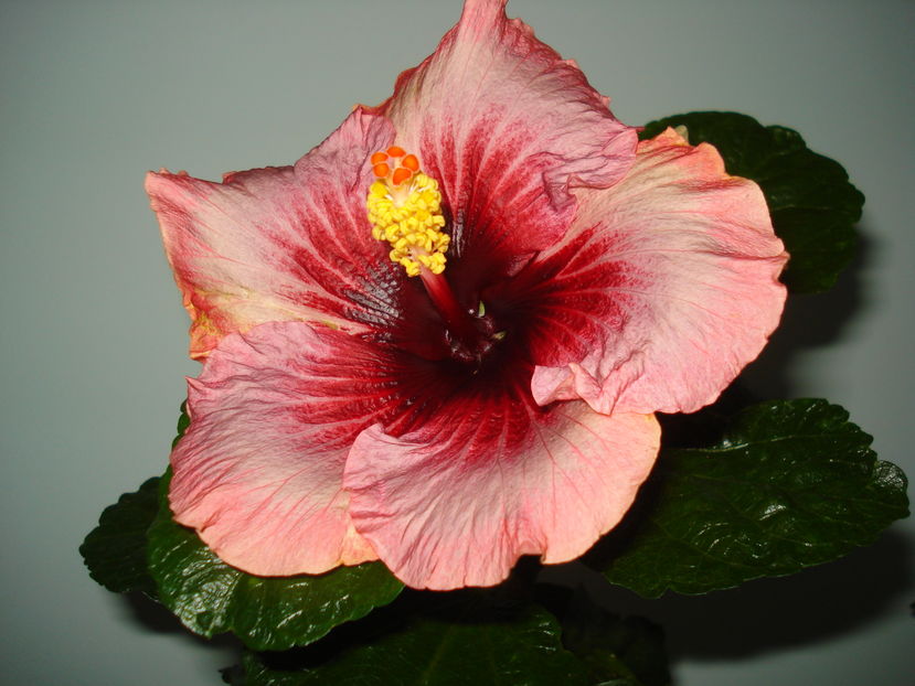  - Hibiscus Plumm Pizzaz