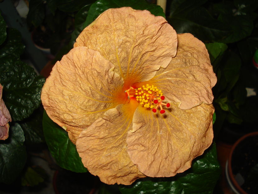  - Hibiscus Topaz Glory