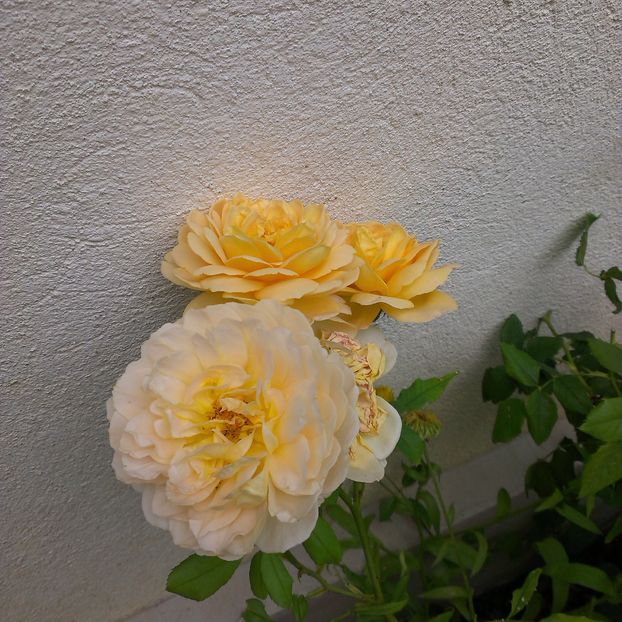 IMAG0524 - Trandafiri