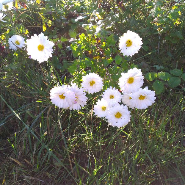 IMAG0948