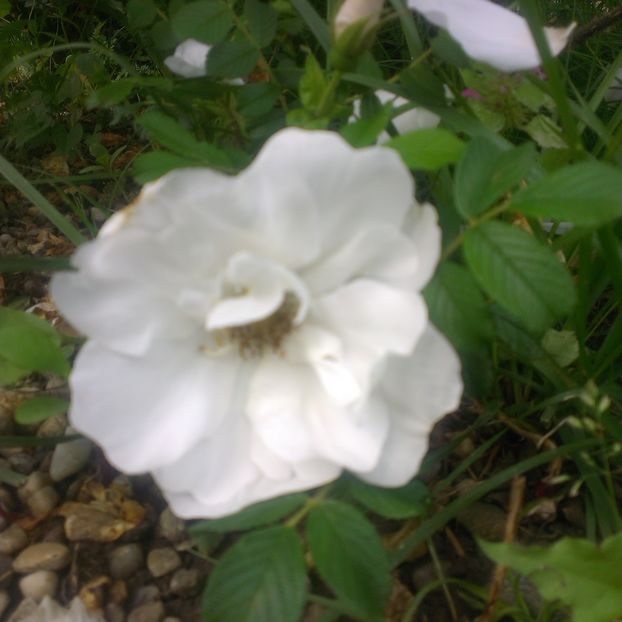Blanche double de coubert