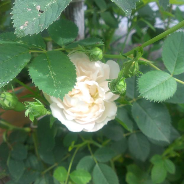 Alba maxima