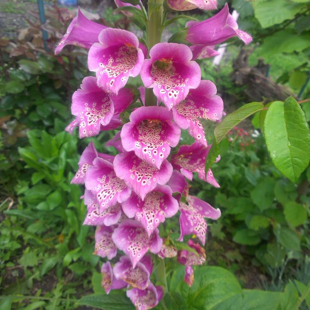 Digitalis