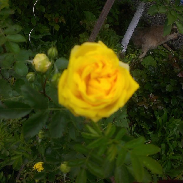 Yellow persian - Trandafiri