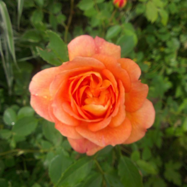 Lady of Sh - Trandafiri