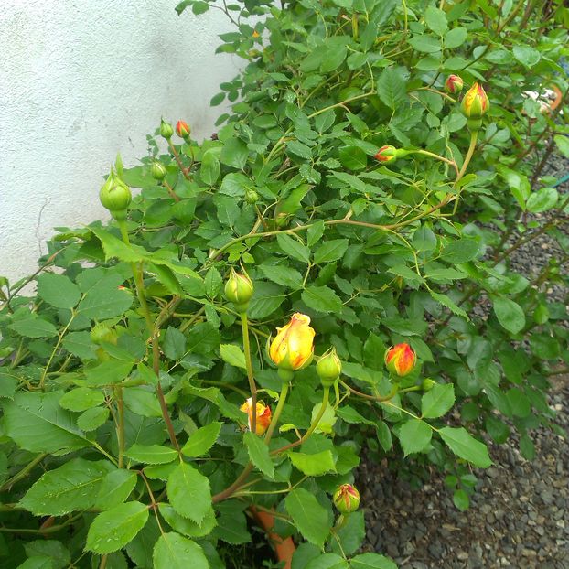 IMAG1824 - Trandafiri