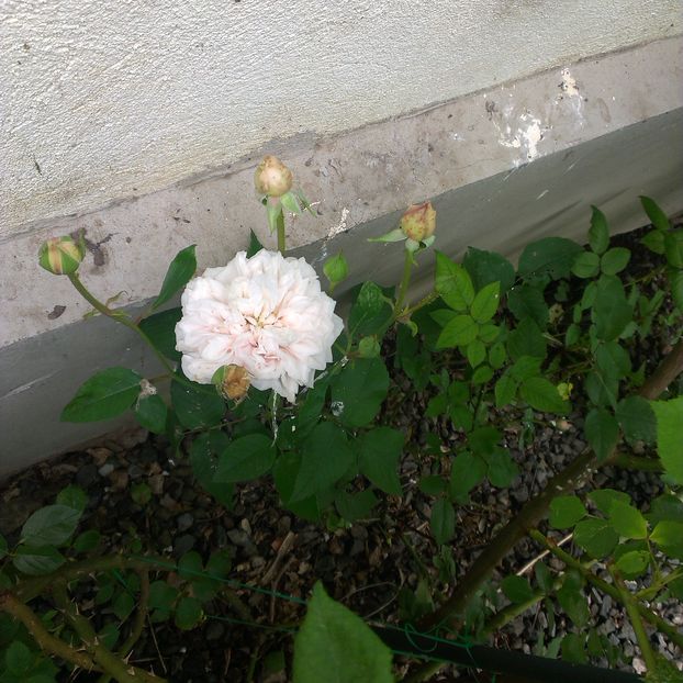IMAG1826 - Trandafiri