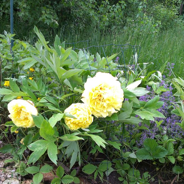 IMAG1827 - Trandafiri