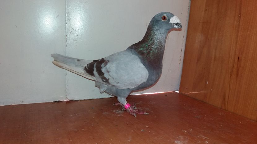 Mascul 2015   50 lei