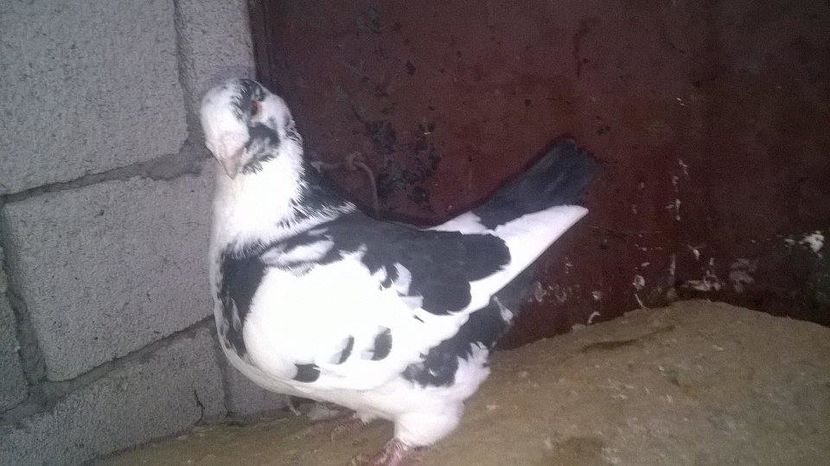 14997012_1247891618601585_775712524_n