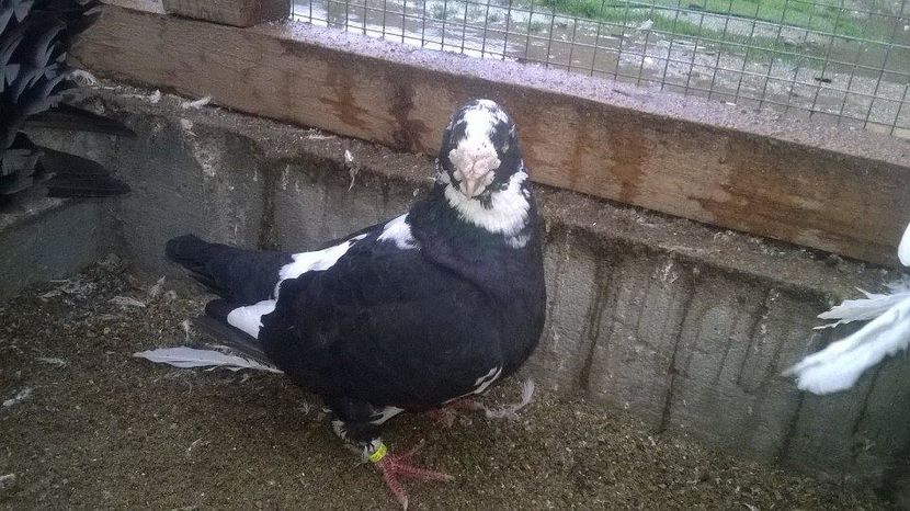 15045625_1247886431935437_841108838_n