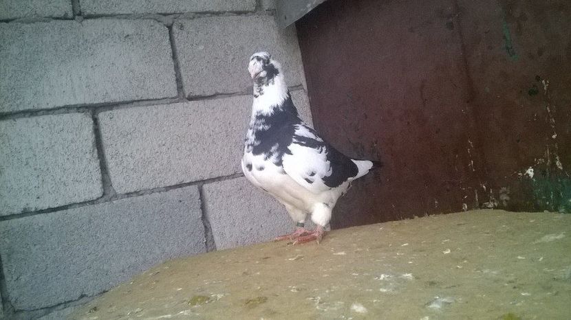 15045777_1247890008601746_843089575_n