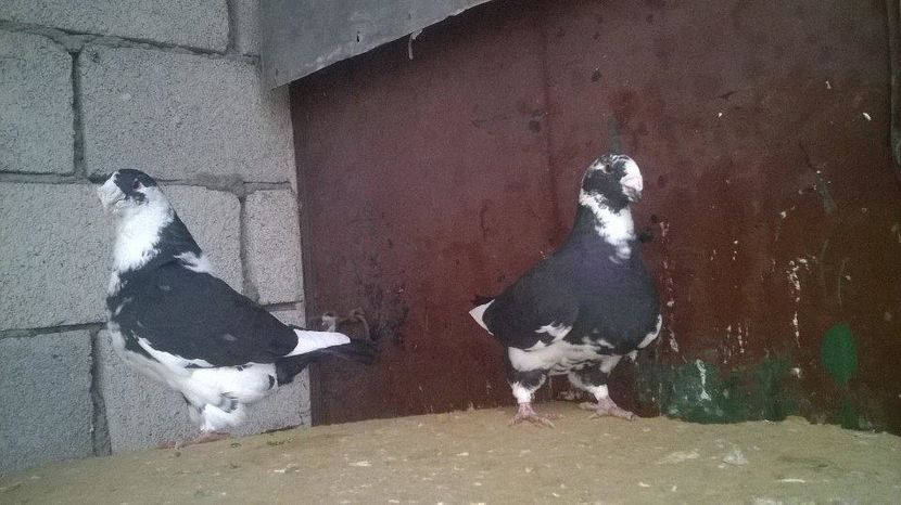 15046301_1247889108601836_1846059534_n