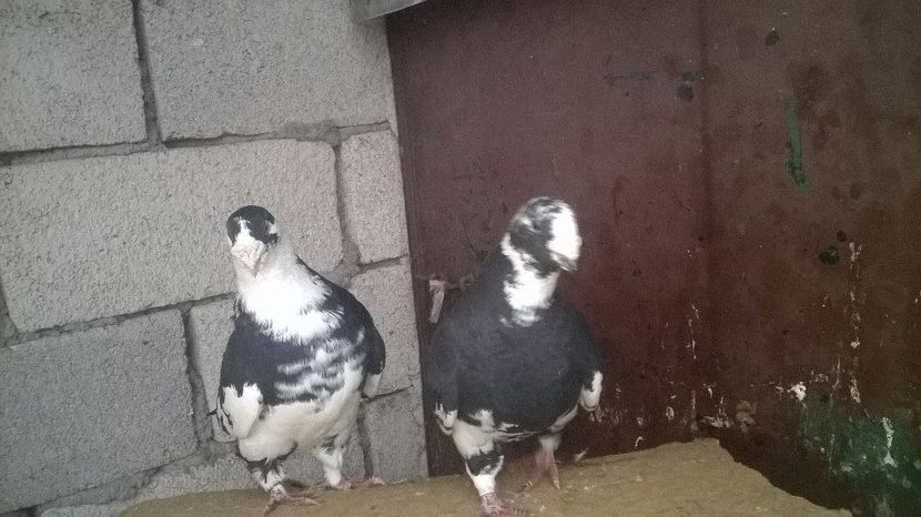 15049604_1247889248601822_1999720301_n