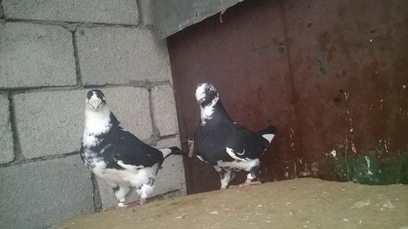 15049944_1247889018601845_2080732236_n