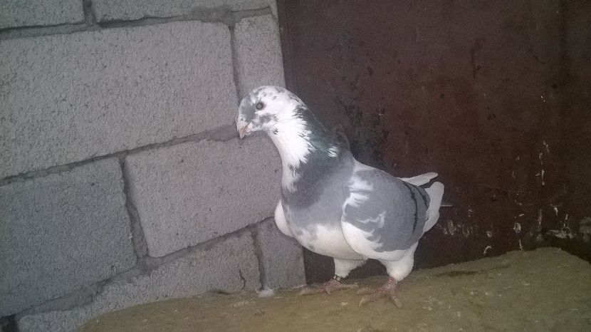 14971329_1247892605268153_1384284324_n