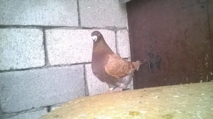 15046417_1247890885268325_1629668502_n