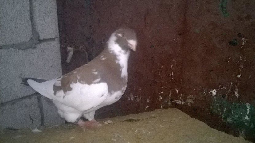 14971321_1247892718601475_1326454380_n