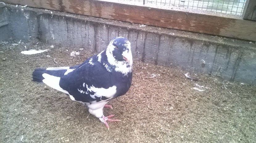 14996309_1247886635268750_1676437980_n