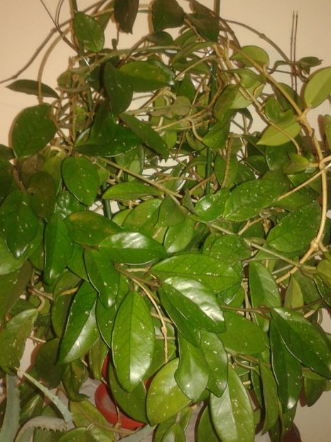 20161109_093333_resized - Hoya carnosa