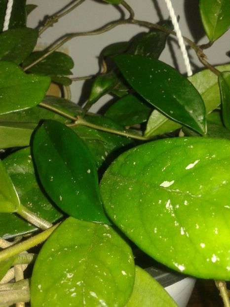 20161109_093845_resized - Hoya carnosa