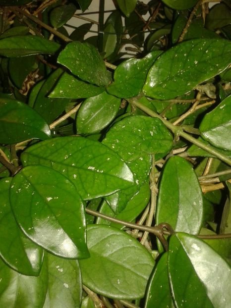 20161109_093932_resized