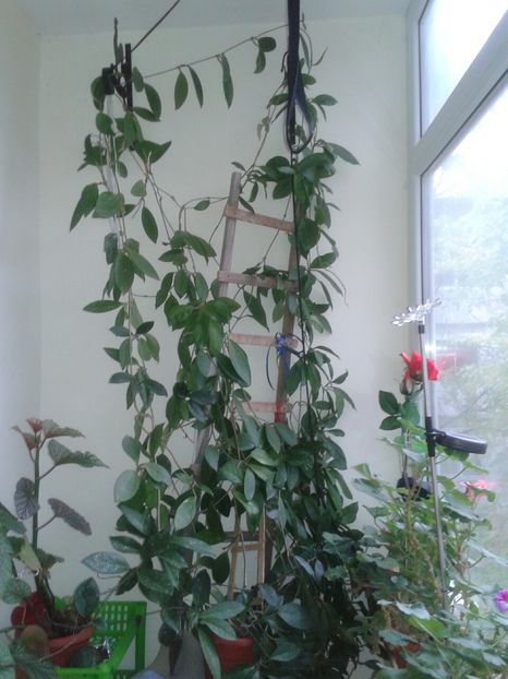 20161109_094021_resized