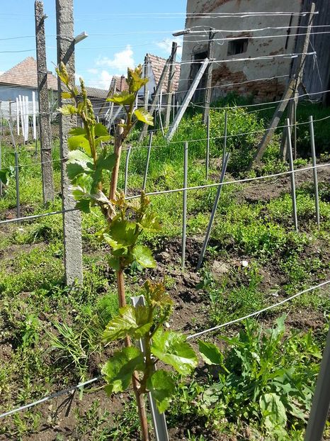 Dar n au inghetat chiar toti - Inghetul din aceasta primavara