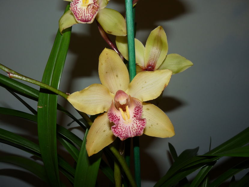 P1060814 - Cymbidium