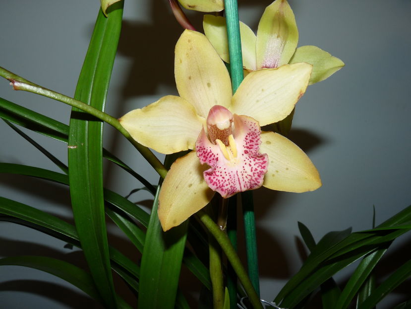 P1060815 - Cymbidium