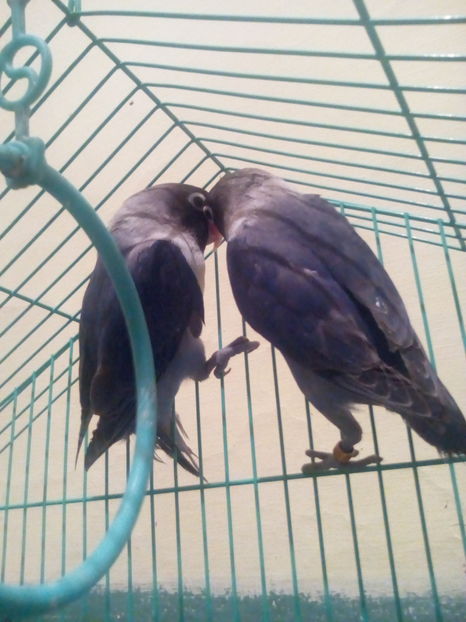  - papagali agapornis