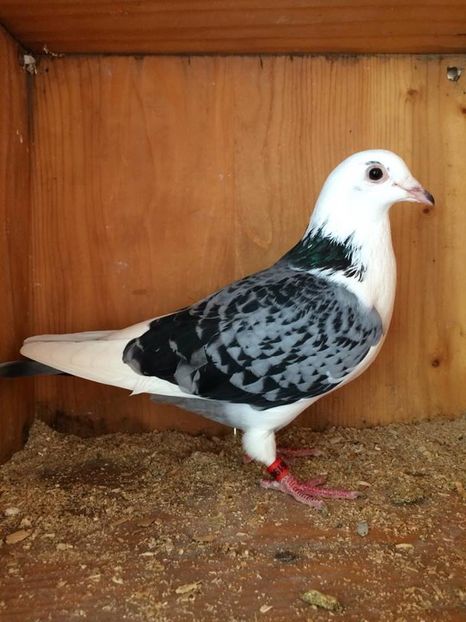 13823501_626664300842685_104198535_n