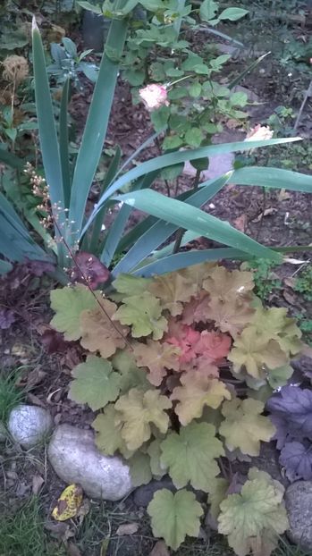  - 2016 Heuchera