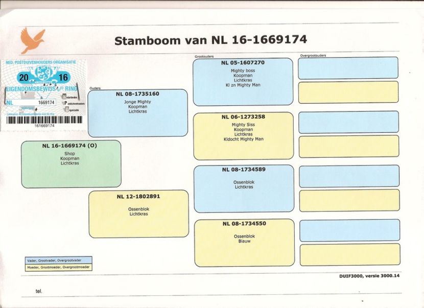 MASCUL PEDIGREE