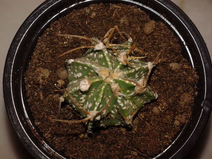 Astrophytum capricorne