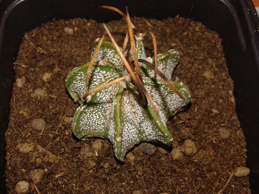 Astrophytum capricorne var. senile - Astrophytum