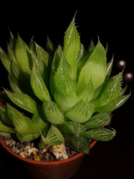  - Haworthia