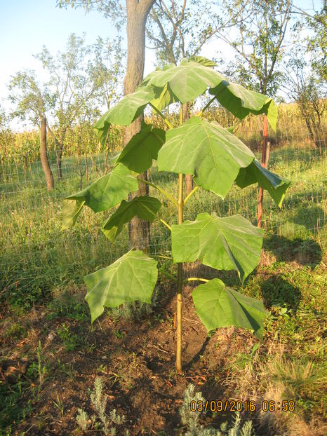 Picture 7137 - Paulownia Tomentosa 2014-2016