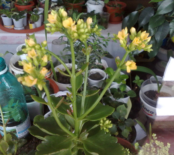 07022010493 - kalanchoe