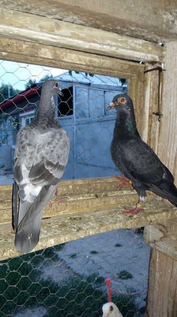  - 111111 VOIAJORI CUCI 2016