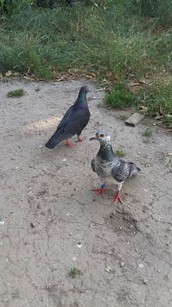  - 111111 VOIAJORI CUCI 2016