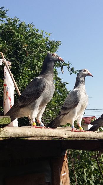  - 111111 VOIAJORI CUCI 2016